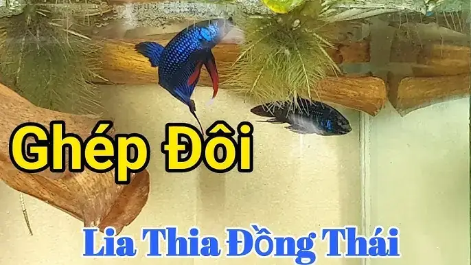 Hướng Dẫn Chi Tiết Cách Ép Cá Lia Thia Đẻ Thành Công Tỷ Lệ Nở Cao