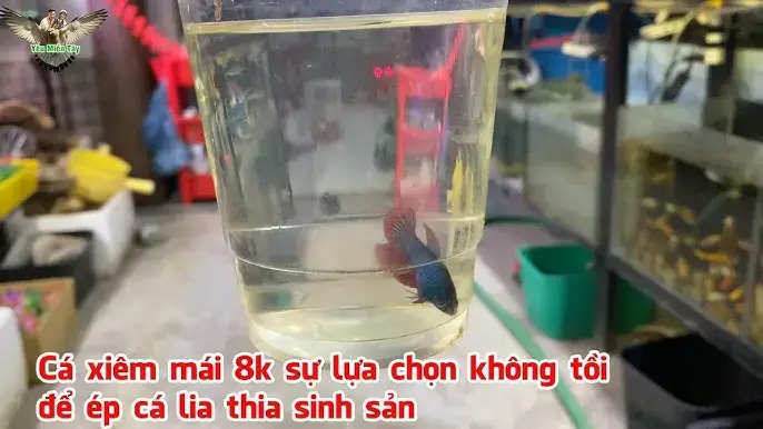 Hướng Dẫn Chi Tiết Cách Ép Cá Lia Thia Đẻ Thành Công Tỷ Lệ Nở Cao