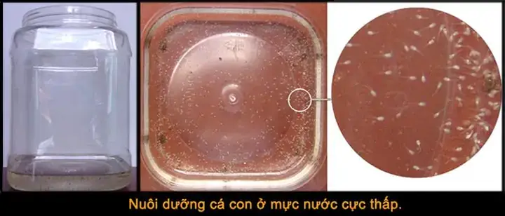 Hướng Dẫn Chi Tiết Cách Ép Cá Lia Thia Đẻ Thành Công Tỷ Lệ Nở Cao