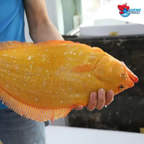 Cá Flounder Là Cá Gì? Khám Phá Đặc Điểm, Phân Loại Và Giá Trị Cá Flounder Là Cá Gì? Khám Phá Đặc Điểm, Phân Loại Và Giá Trị