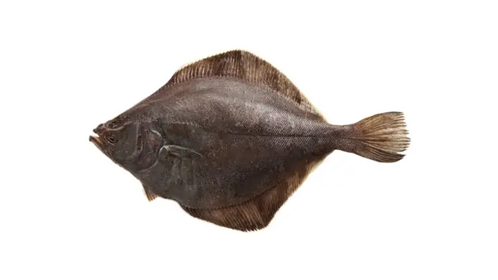 Cá Flounder Là Cá Gì? Khám Phá Đặc Điểm, Phân Loại Và Giá Trị Cá Flounder Là Cá Gì? Khám Phá Đặc Điểm, Phân Loại Và Giá Trị