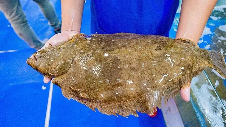 Cá Flounder Là Cá Gì? Khám Phá Đặc Điểm, Phân Loại Và Giá Trị Cá Flounder Là Cá Gì? Khám Phá Đặc Điểm, Phân Loại Và Giá Trị