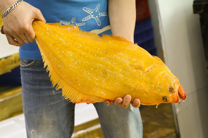 Cá Flounder Là Cá Gì? Khám Phá Đặc Điểm, Phân Loại Và Giá Trị Cá Flounder Là Cá Gì? Khám Phá Đặc Điểm, Phân Loại Và Giá Trị