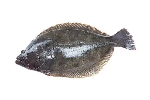 Cá Flounder Là Cá Gì? Khám Phá Đặc Điểm, Phân Loại Và Giá Trị Cá Flounder Là Cá Gì? Khám Phá Đặc Điểm, Phân Loại Và Giá Trị