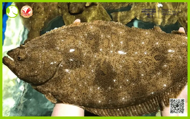 Cá Bơn (flounder) Là Cá Gì? Đặc Điểm, Phân Loại Và Giá Trị Dinh Dưỡng