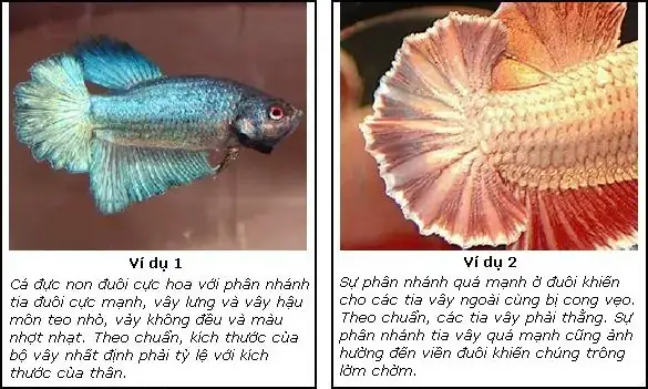 Form Cá Betta Là Gì? Hướng Dẫn Chi Tiết Cách Tách Form Cá Betta Chuẩn Form Cá Betta Là Gì? Hướng Dẫn Chi Tiết Cách Tách Form Cá Betta Chuẩn