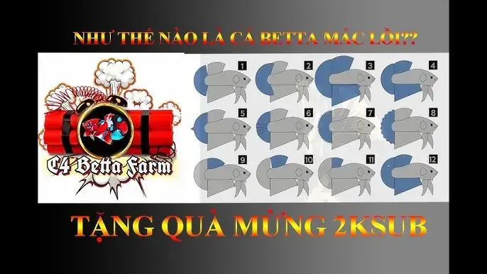 Form Cá Betta Là Gì? Hướng Dẫn Chi Tiết Cách Tách Form Cá Betta Chuẩn Form Cá Betta Là Gì? Hướng Dẫn Chi Tiết Cách Tách Form Cá Betta Chuẩn