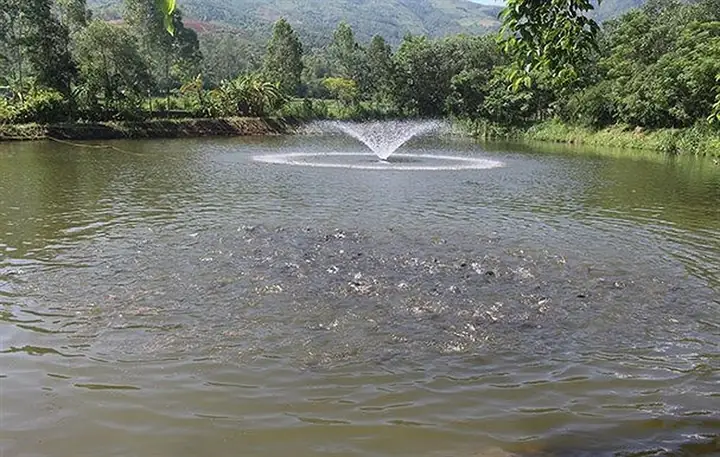 Hướng Dẫn Chi Tiết Cách Gây Màu Nước Ao Nuôi Cá Hiệu Quả
