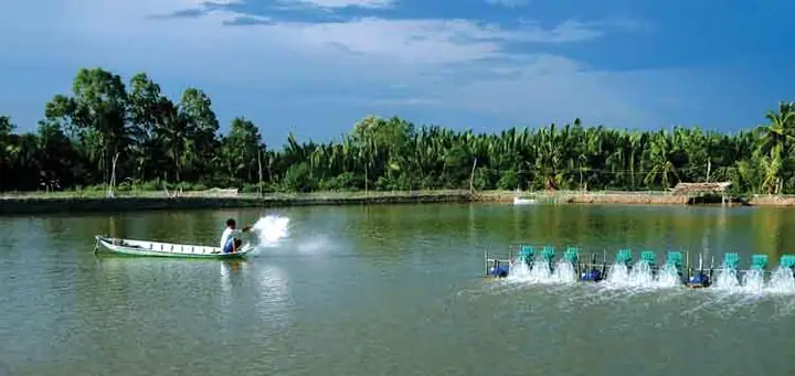 Hướng Dẫn Chi Tiết Cách Gây Màu Nước Ao Nuôi Cá Hiệu Quả