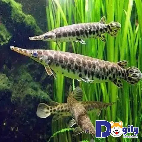 Giá Cá Sấu Hỏa Tiễn Cập Nhật Mới Nhất: Chi Phí & Lưu Ý Khi Mua
