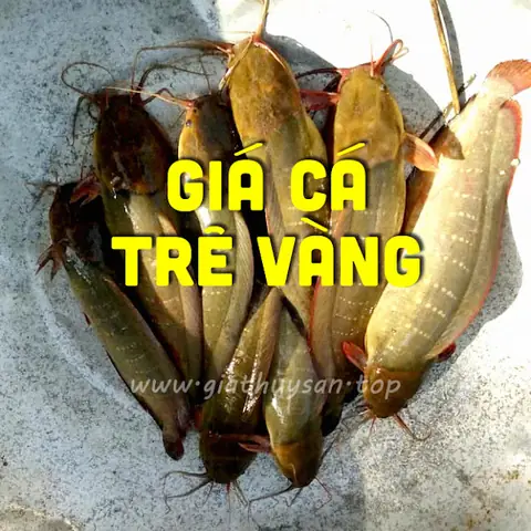 Giá Bán Cá Trê Vàng: Chi Phí Nuôi, Lãi Ròng & Nơi Mua Giống Chuẩn