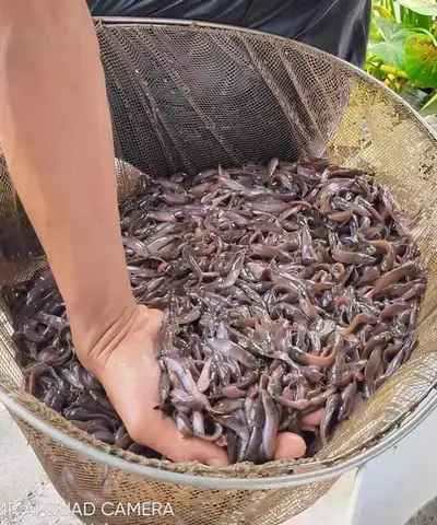 Giá Bán Cá Trê Vàng: Chi Phí Nuôi, Lãi Ròng & Nơi Mua Giống Chuẩn