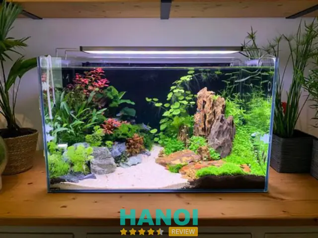 Giá Bể Cá Cảnh Hà Nội: Top Địa Chỉ Uy Tín & Mẫu Đẹp 2024