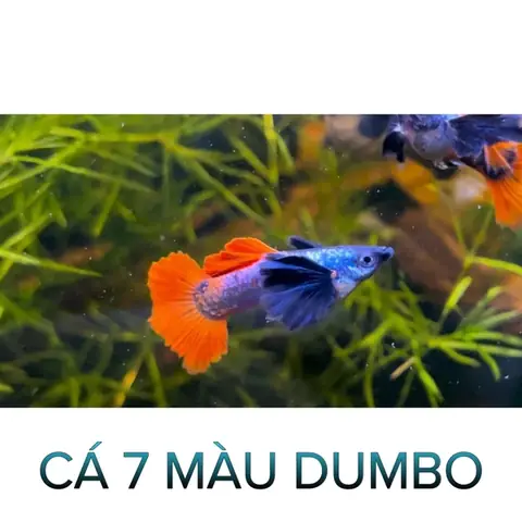 Giá Cá 7 Màu Dumbo: Cập Nhật Mới Nhất & Kinh Nghiệm Mua Chuẩn