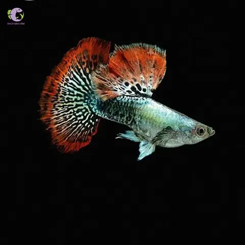Giá Cá Bảy Màu Rồng Đỏ Bao Nhiêu? Cập Nhật Bảng Giá & Hướng Dẫn Mua Giá Cá Bảy Màu Rồng Đỏ Bao Nhiêu? Cập Nhật Bảng Giá & Hướng Dẫn Mua
