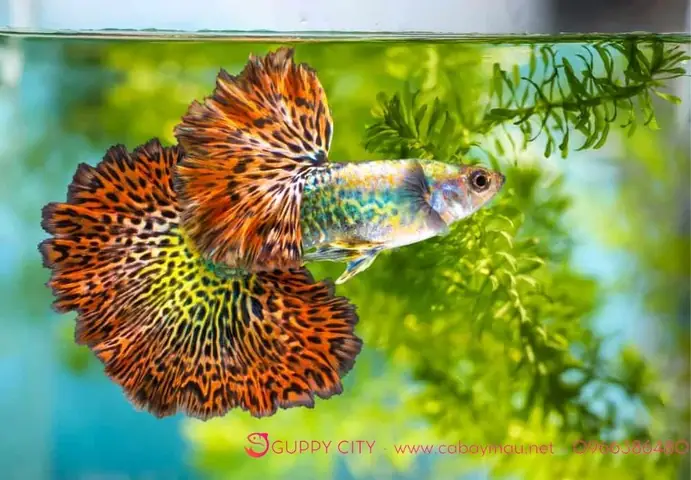 Giá Cá Bảy Màu Rồng Đỏ Bao Nhiêu? Cập Nhật Bảng Giá & Hướng Dẫn Mua Giá Cá Bảy Màu Rồng Đỏ Bao Nhiêu? Cập Nhật Bảng Giá & Hướng Dẫn Mua