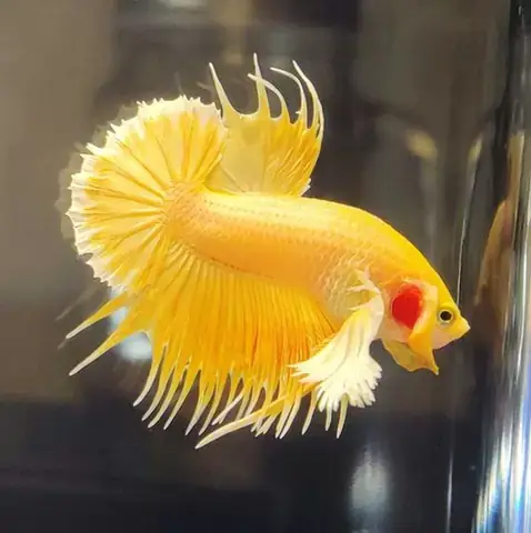 Giá Cá Betta Dumbo: Cập Nhật Mới Nhất & Kinh Nghiệm Mua