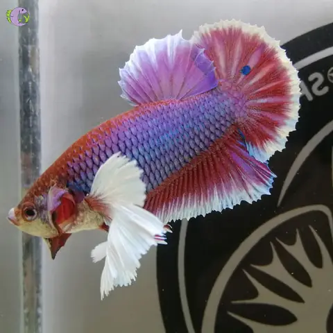 Giá Cá Betta Dumbo: Cập Nhật Mới Nhất & Kinh Nghiệm Mua