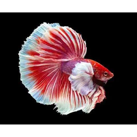 Giá Cá Betta Dumbo: Cập Nhật Mới Nhất & Kinh Nghiệm Mua
