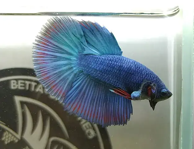 Giá Cá Betta Halfmoon: Bảng Giá Chi Tiết & Hướng Dẫn Chọn Mua