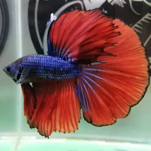 Giá Cá Betta Halfmoon: Bảng Giá Chi Tiết & Hướng Dẫn Chọn Mua