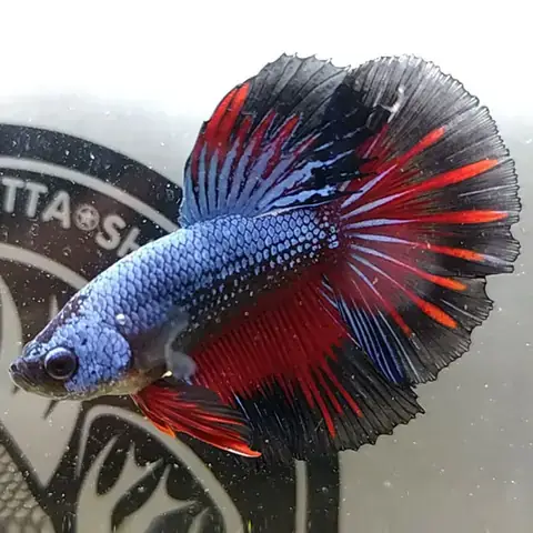 Giá Cá Betta Halfmoon: Bảng Giá Chi Tiết & Hướng Dẫn Chọn Mua