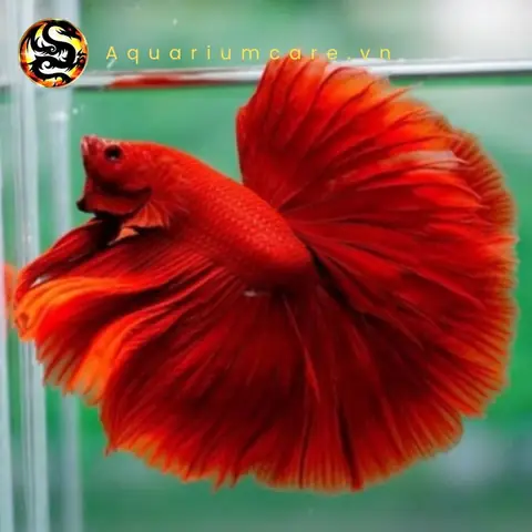 Giá Cá Betta Halfmoon: Bảng Giá Chi Tiết & Hướng Dẫn Chọn Mua