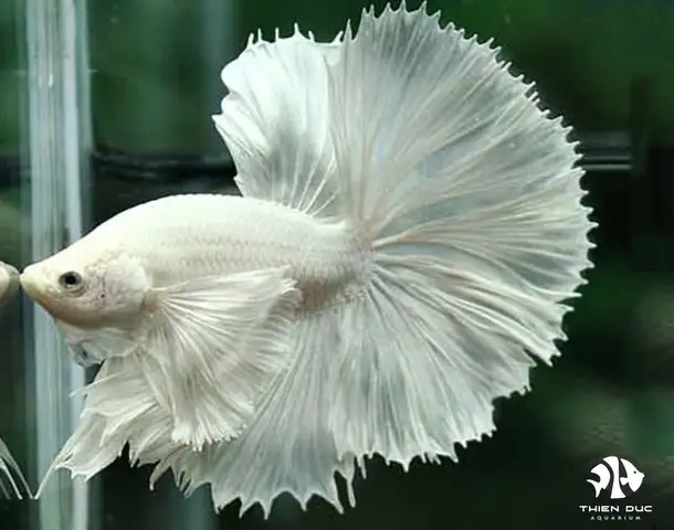 Giá Cá Betta Halfmoon: Bảng Giá Chi Tiết & Hướng Dẫn Chọn Mua