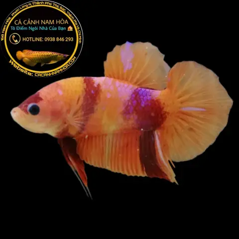 Cá Betta Nemo: Giá Bao Nhiêu? Đặc Điểm & Nơi Mua Uy Tín