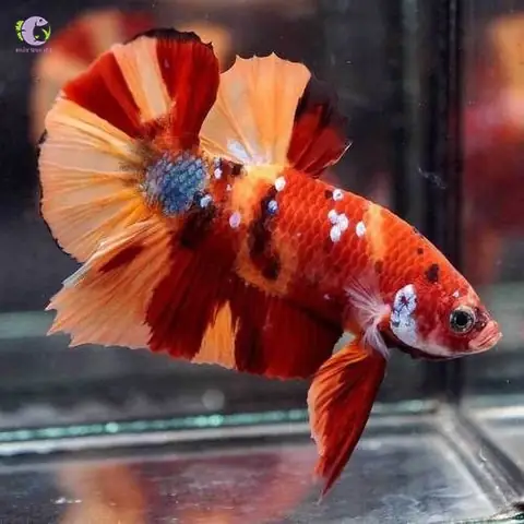 Cá Betta Nemo: Giá Bao Nhiêu? Đặc Điểm & Nơi Mua Uy Tín