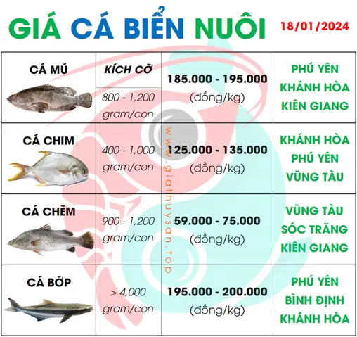 Giá Cá Cảnh Biển: Bảng Giá Chi Tiết & Kinh Nghiệm Chọn Mua