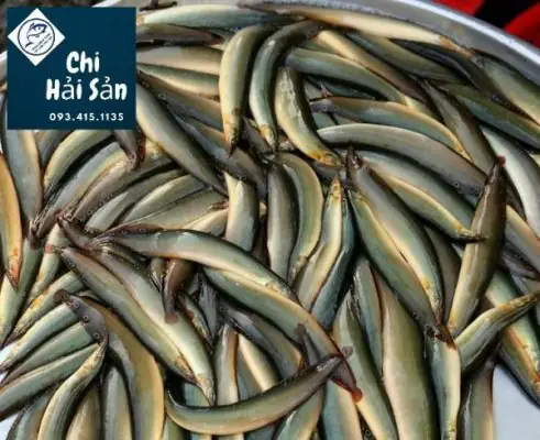 Cập Nhật Giá Cá Chạch Đồng Mới Nhất: Giá Bán, Giá Giống & Kinh Nghiệm Nuôi