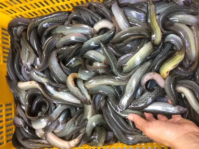 Cập Nhật Giá Cá Chạch Đồng Mới Nhất: Giá Bán, Giá Giống & Kinh Nghiệm Nuôi
