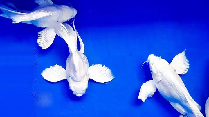 Giá Cá Chép Đuôi Dài: Cập Nhật Bảng Giá Mới Nhất & Kinh Nghiệm Chọn Mua