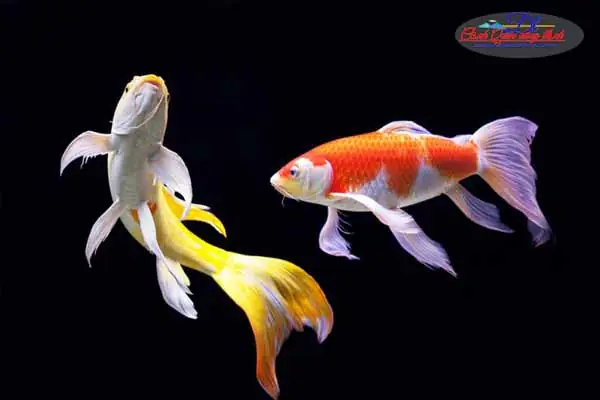 Giá Cá Chép Nhật: Cập Nhật Bảng Giá Mới Nhất & Yếu Tố Ảnh Hưởng
