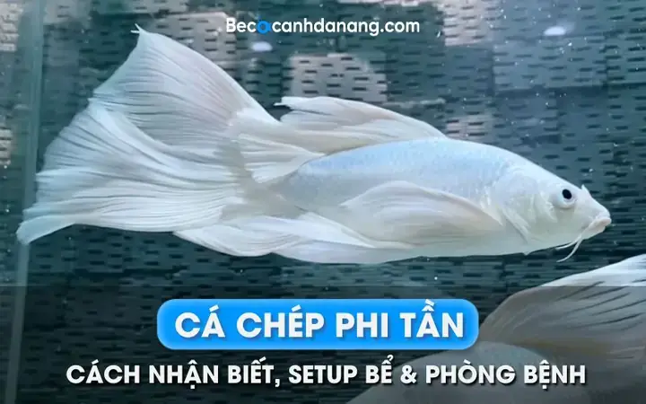 Giá Cá Chép Trắng & Các Loại Phổ Biến Nhất Hiện Nay