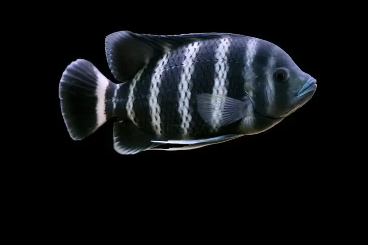 Giá Cá Hoàng Tử Châu Phi (african Prince Fish) Bao Nhiêu? Nơi Mua Uy Tín