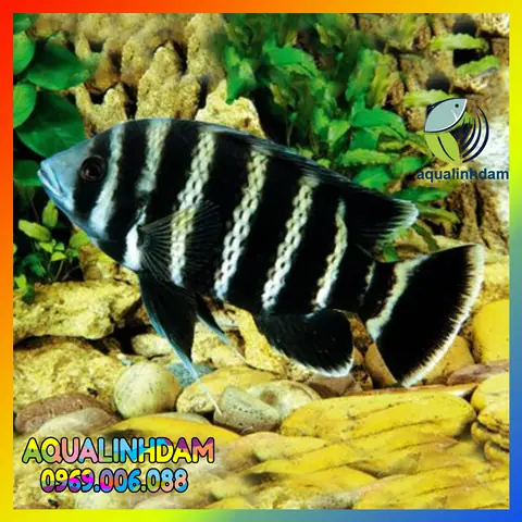 Giá Cá Hoàng Tử Châu Phi (african Prince Fish) Bao Nhiêu? Nơi Mua Uy Tín