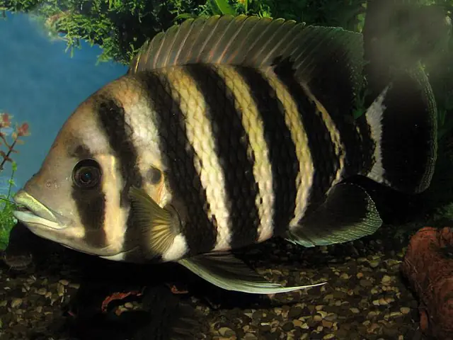 Giá Cá Hoàng Tử Châu Phi (african Prince Fish) Bao Nhiêu? Nơi Mua Uy Tín