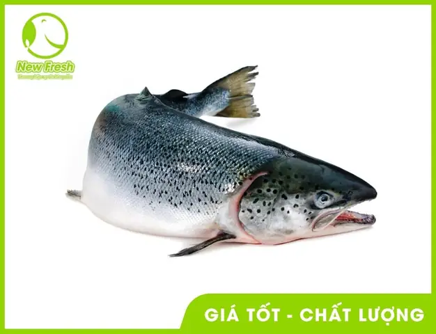 Giá Cá Hồi Nauy Tươi Ngon: Cập Nhật Chi Tiết & Mua Ở Đâu Uy Tín Giá Cá Hồi Nauy Tươi Ngon: Cập Nhật Chi Tiết & Mua Ở Đâu Uy Tín
