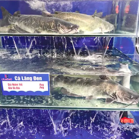 Giá Cá Lăng Đen Bao Nhiêu Tiền 1kg? Cập Nhật Mới Nhất 2024 Giá Cá Lăng Đen Bao Nhiêu Tiền 1kg? Cập Nhật Mới Nhất 2024