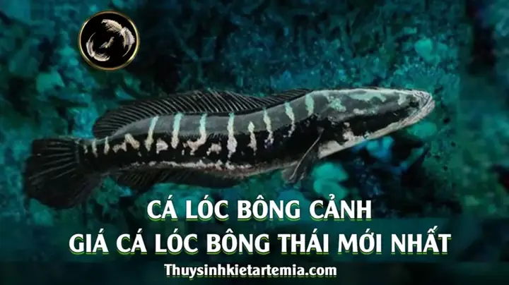 Giá Cá Lóc Bông: Cập Nhật Mới Nhất & Kinh Nghiệm Mua Bán Giá Cá Lóc Bông: Cập Nhật Mới Nhất & Kinh Nghiệm Mua Bán