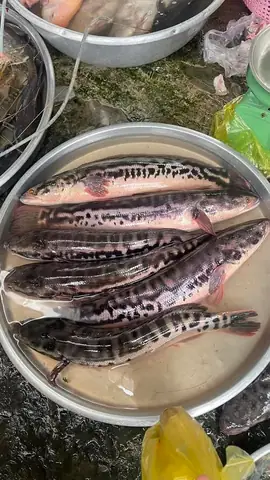 Giá Cá Lóc Bông: Cập Nhật Mới Nhất & Kinh Nghiệm Mua Bán Giá Cá Lóc Bông: Cập Nhật Mới Nhất & Kinh Nghiệm Mua Bán
