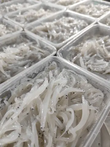 Giá Cá Ngần Sông Đà Bao Nhiêu 1kg? Cập Nhật Mới Nhất 2024
