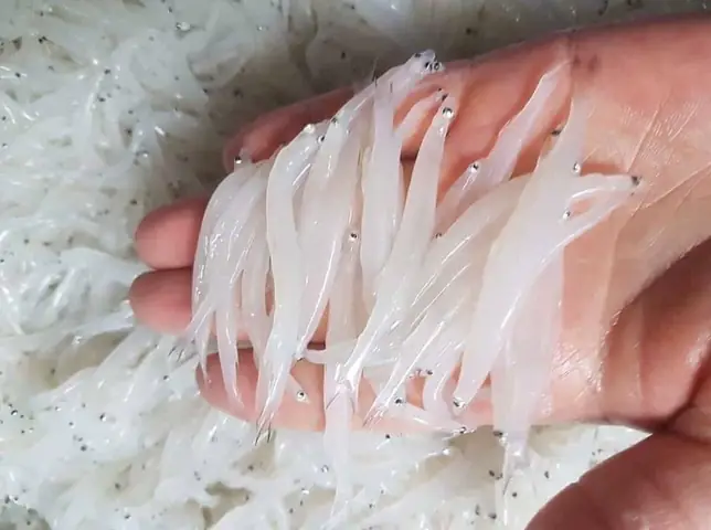 Giá Cá Ngần Sông Đà Bao Nhiêu 1kg? Cập Nhật Mới Nhất 2024