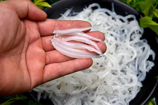Giá Cá Ngần Sông Đà Bao Nhiêu 1kg? Cập Nhật Mới Nhất 2024