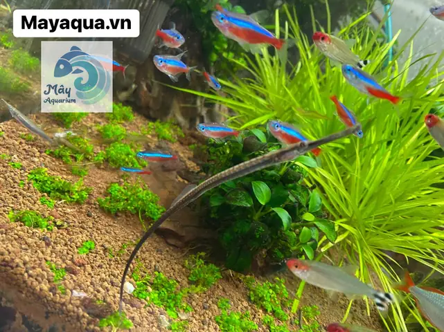 Giá Cá Ngựa Nước Ngọt: Cập Nhật Chi Tiết & Nơi Mua Uy Tín