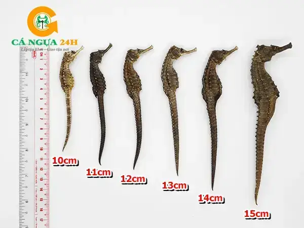 Giá Cá Ngựa Vằn: Mua Ở Đâu, Bao Nhiêu Tiền 1 Con?