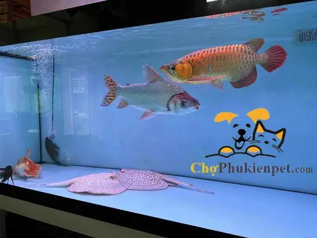 Giá Cá Phi Phụng: Cập Nhật Mới Nhất & Kinh Nghiệm Chọn Mua