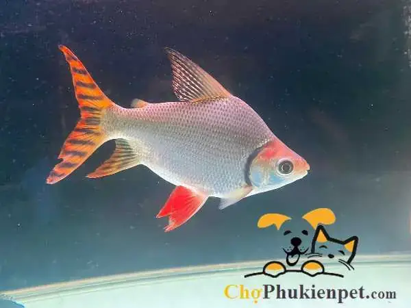 Giá Cá Phi Phụng: Cập Nhật Mới Nhất & Kinh Nghiệm Chọn Mua